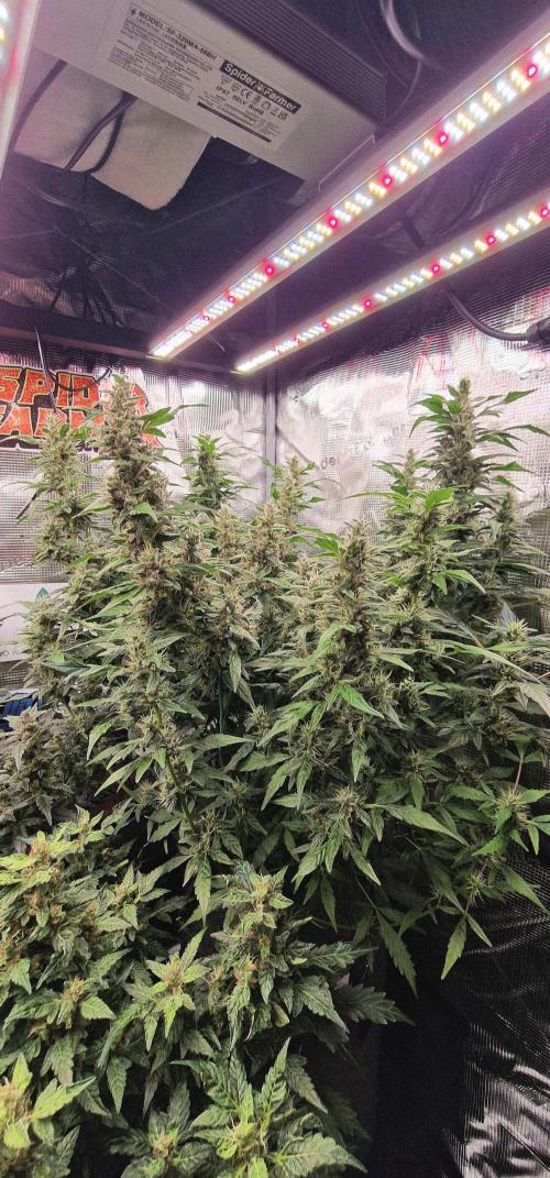 Skywalker Haze Auto. Week 8