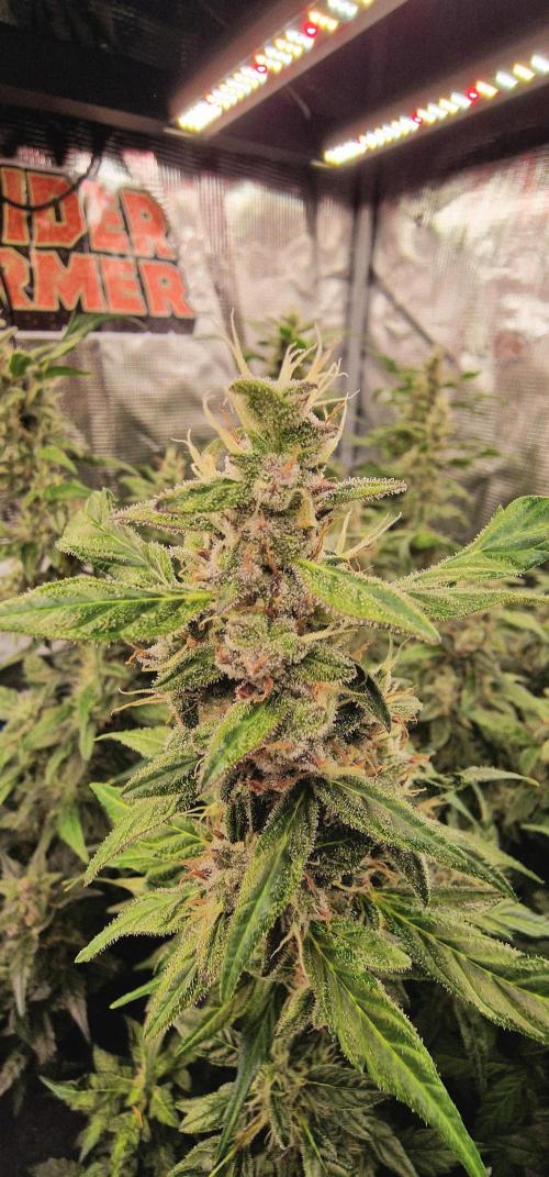 Skywalker Haze Auto. Week 8