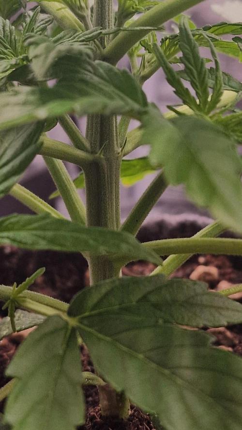 Auto Cinderella Jack. Week 4