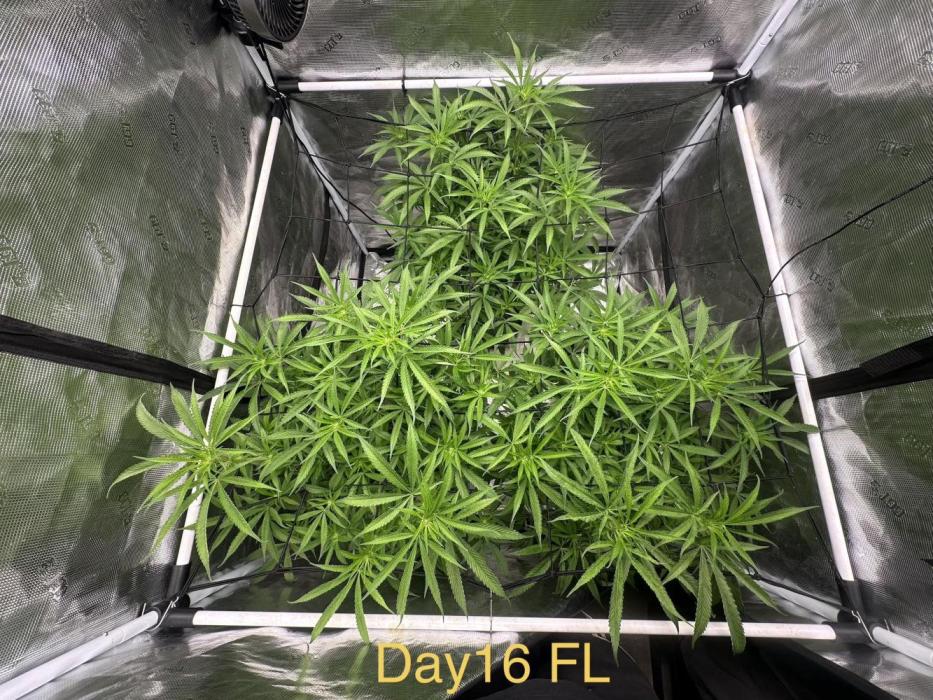 Cherry Pie OG S1. Week 3 - Beginning of week 3 of
Flower 