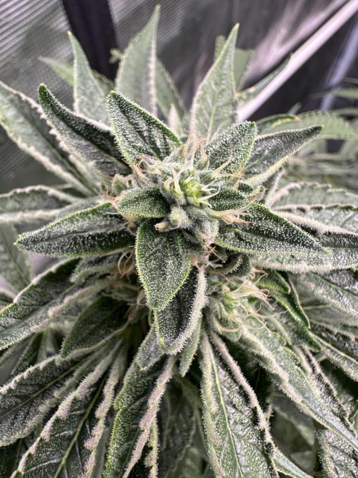 Cherry Pie OG S1. Week 7 - Week 7