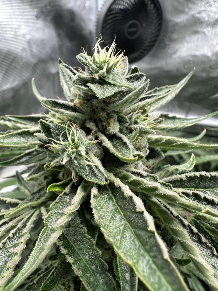 Cherry Pie OG S1. Week 8