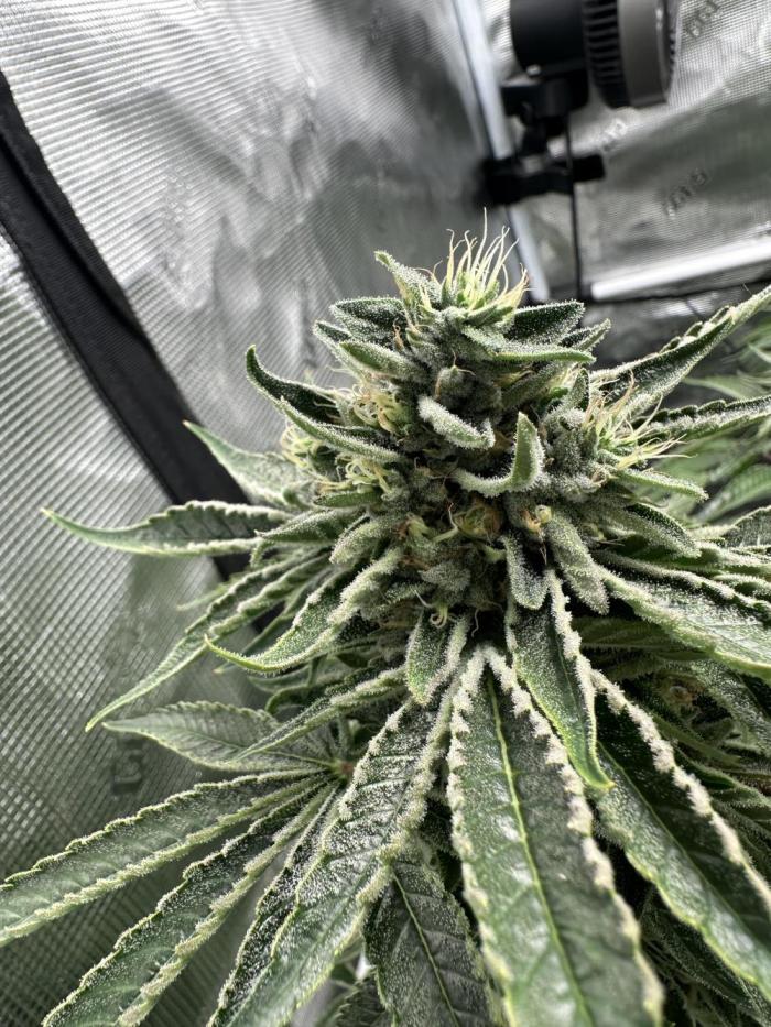 Cherry Pie OG S1. Week 9 - Wk9