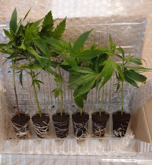 1. 2025-12-06. Week 1 - Lieferung von rootz Garden. Eingetroffen am 5.12.25