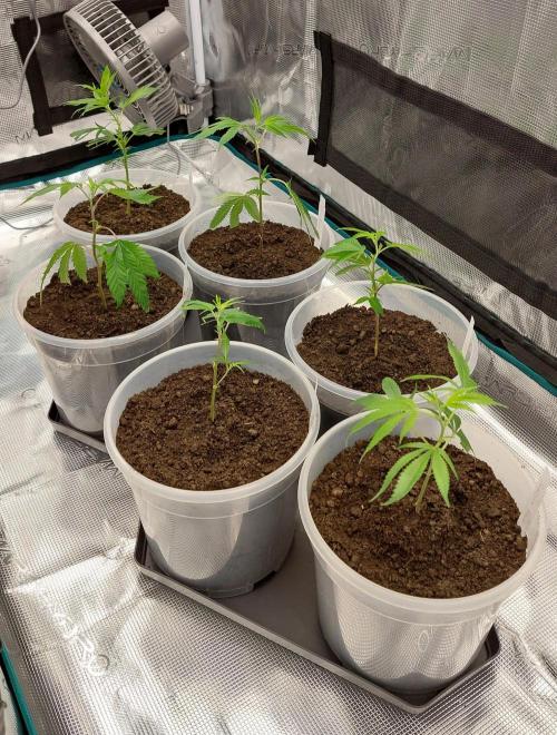 1. 2025-12-06. Week 1 - Eingepflanzt in Sonnenerde Bio Hanferde 6.12.25