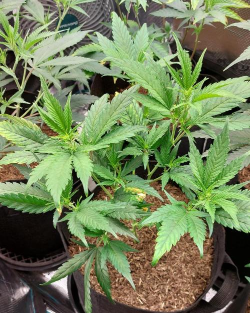 1. 2025-12-06. Week 4 - Blue Zushi