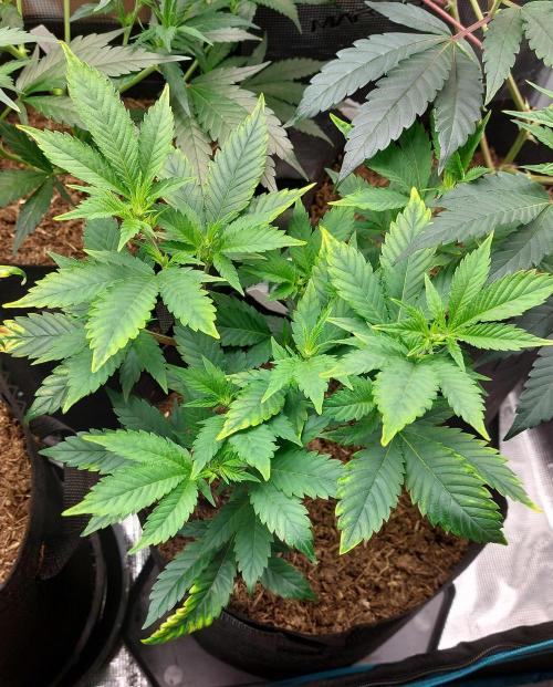 1. 2025-12-06. Week 4 - GSC