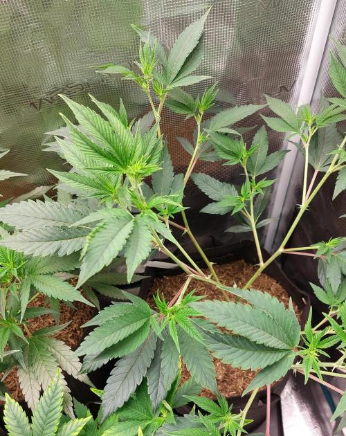 1. 2025-12-06. Week 4 - White Rainbow