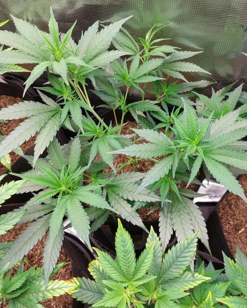 1. 2025-12-06. Week 4 - Wappa