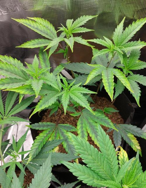 1. 2025-12-06. Week 4 - Lust #1