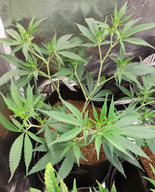 1. 2025-12-06. Week 4 - Bubblegum Runtz