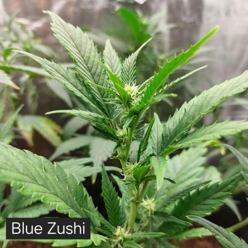 1. 2025-12-06. Week 5