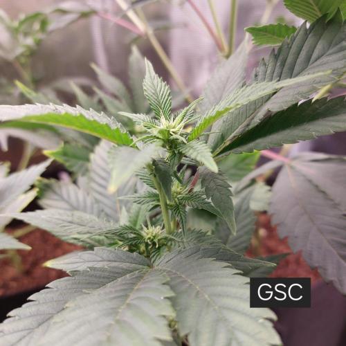 1. 2025-12-06. Week 5