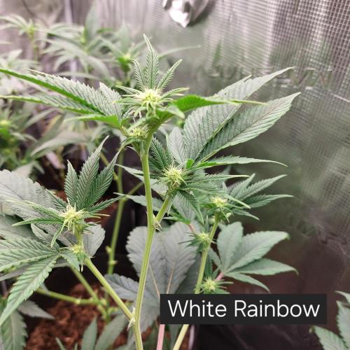 1. 2025-12-06. Week 5