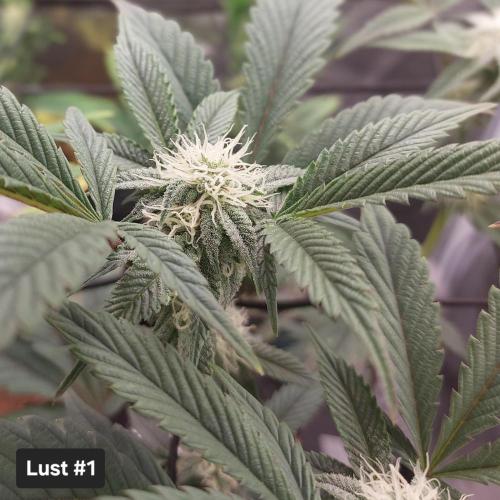 1. 2025-12-06. Week 7