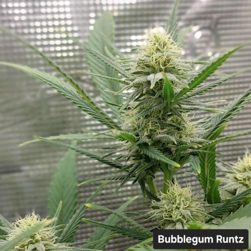 1. 2025-12-06. Week 7