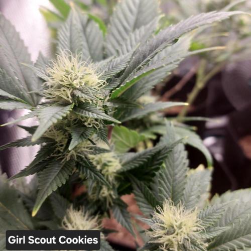 1. 2025-12-06. Week 7