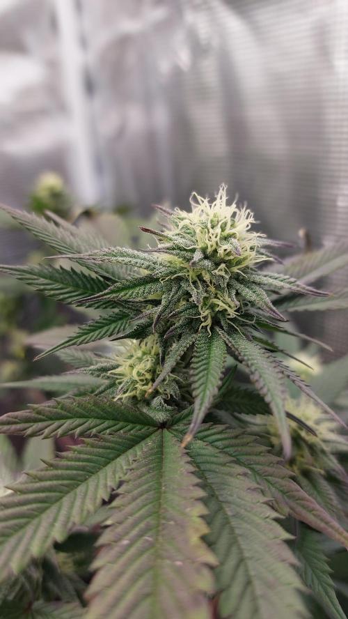 1. 2025-12-06. Week 8 - White Rainbow 