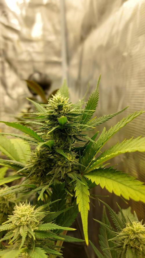 1. 2025-12-06. Week 8 - Wappa 