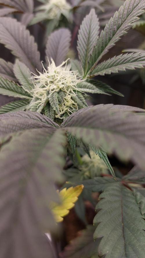 1. 2025-12-06. Week 8 - Lust #1 