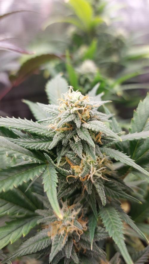 1. 2025-12-06. Week 8 - Blue Zushi 