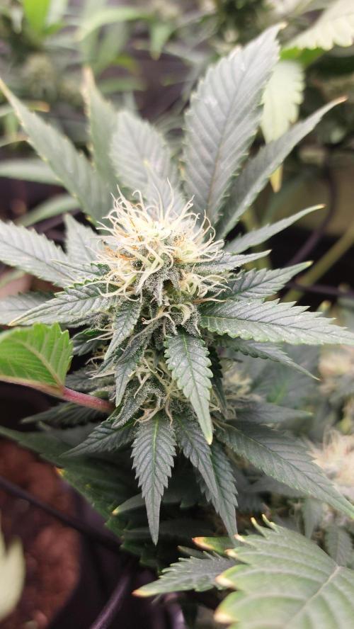 1. 2025-12-06. Week 8 - GSC 