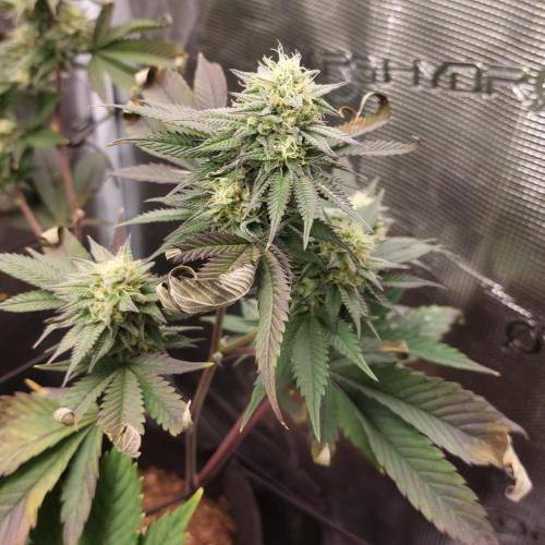 1. 2025-12-06. Week 9 - White Rainbow 