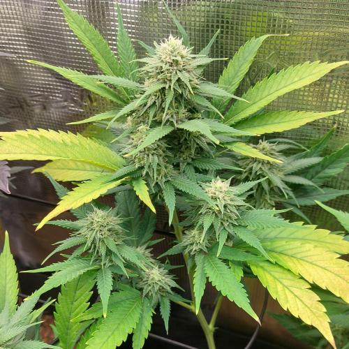 1. 2025-12-06. Week 9 - Wappa 