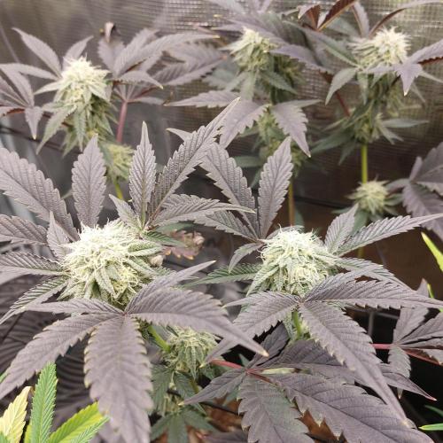 1. 2025-12-06. Week 9 - Lust #1 