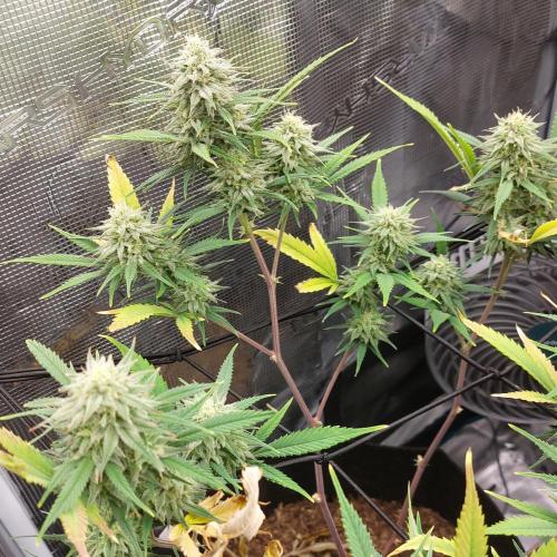 1. 2025-12-06. Week 9 - Bubblegum Runtz 