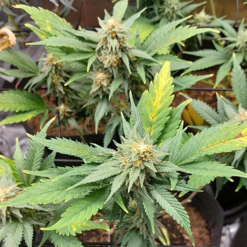 1. 2025-12-06. Week 9 - Blue Zushi 