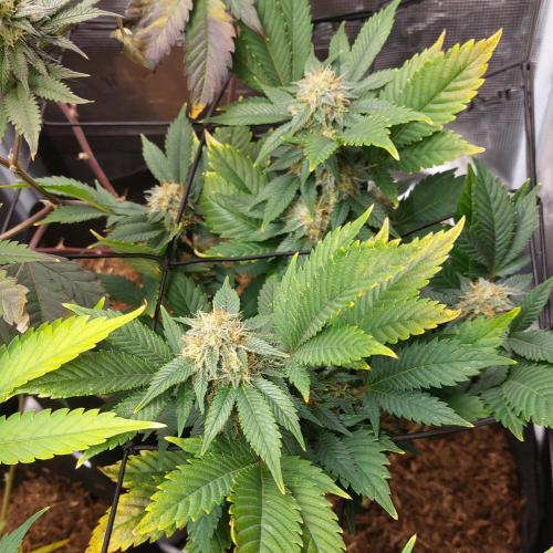 1. 2025-12-06. Week 9 - GSC 