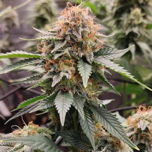 1. 2025-12-06. Week 10 - GirlScoutCookies 