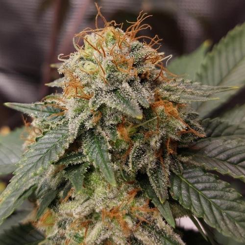 1. 2025-12-06. Week 11 - GirlScoutCookies 