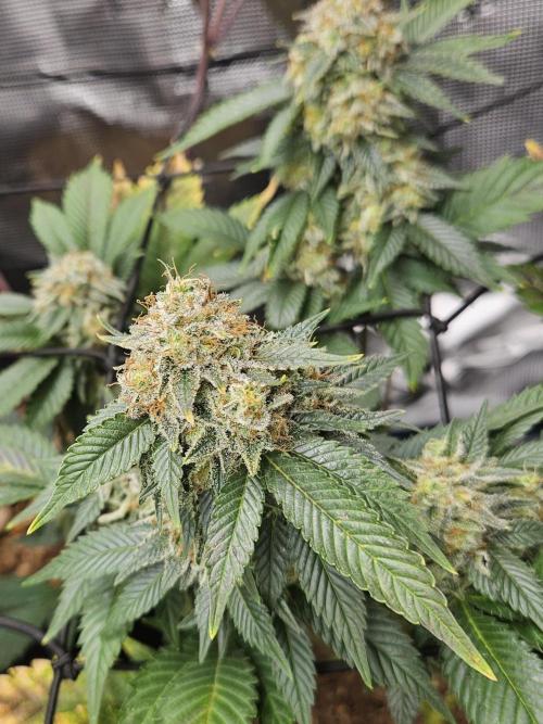 1. 2025-12-06. Week 12 - GirlScoutCookies 