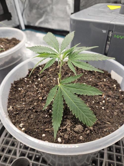 2026-04-10. Week 1 - Bubba Kush 