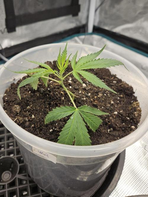 2026-04-10. Week 1 - White Russian 
