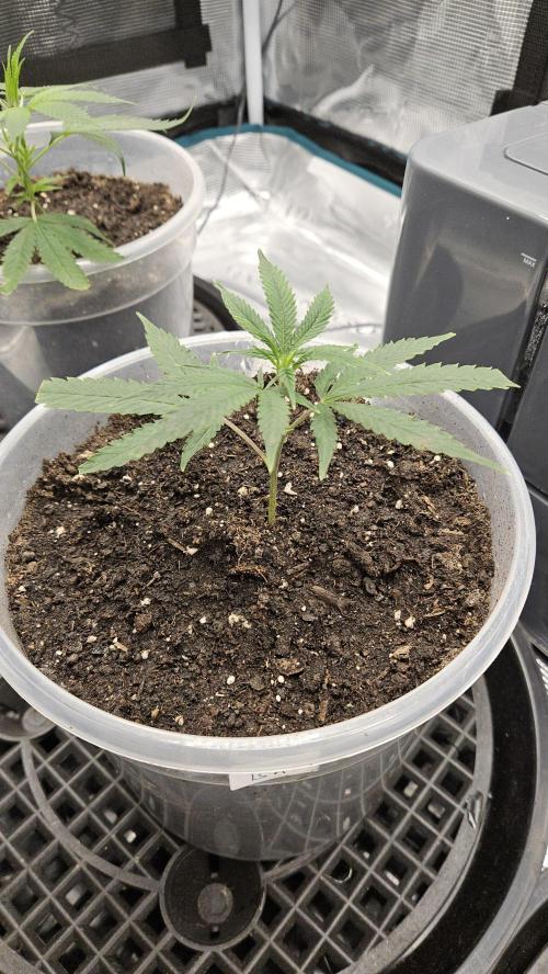 2026-04-10. Week 2 - Bubba Kush 