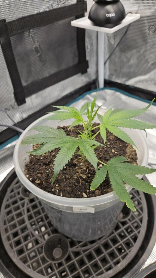 2026-04-10. Week 2 - White Russian 