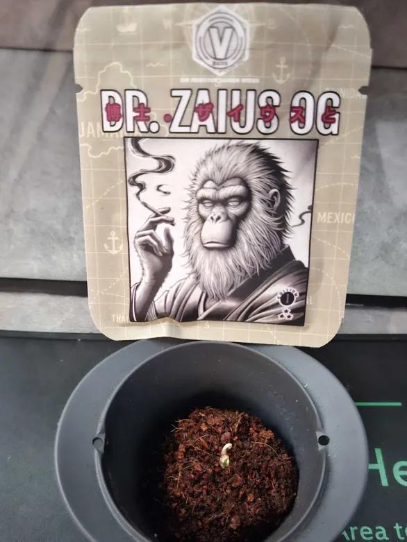 Dr. Zaius OG 2026-04-11. Week 0