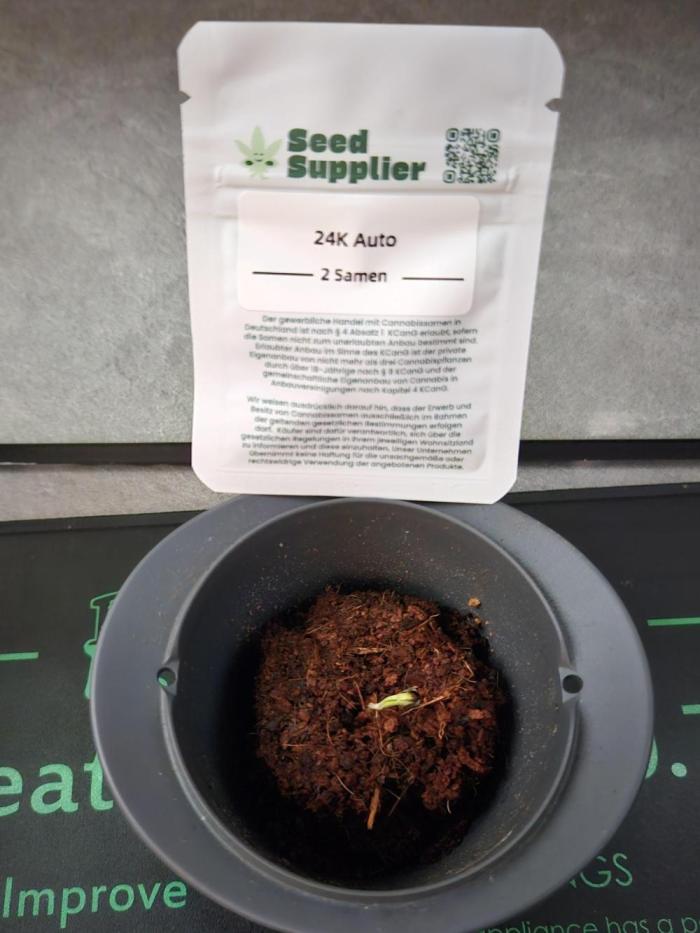 24k Auto 2026-04-11. Week 0