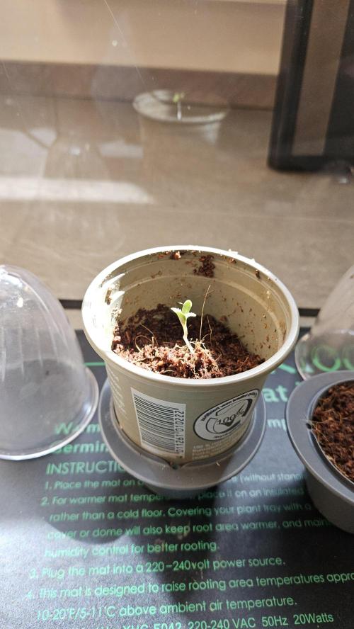 Dr. Zaius OG 2026-04-11. Week 1
