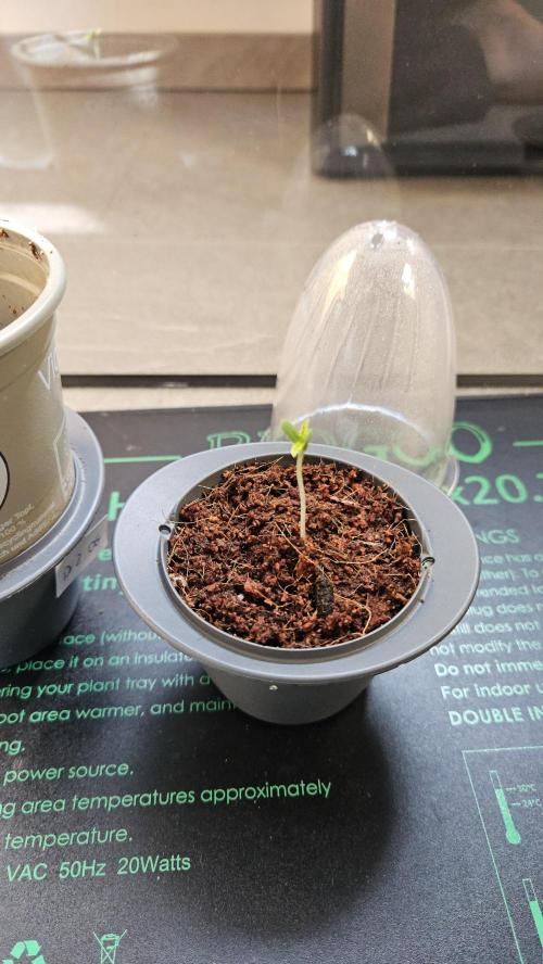 24k Auto 2026-04-11. Week 1
