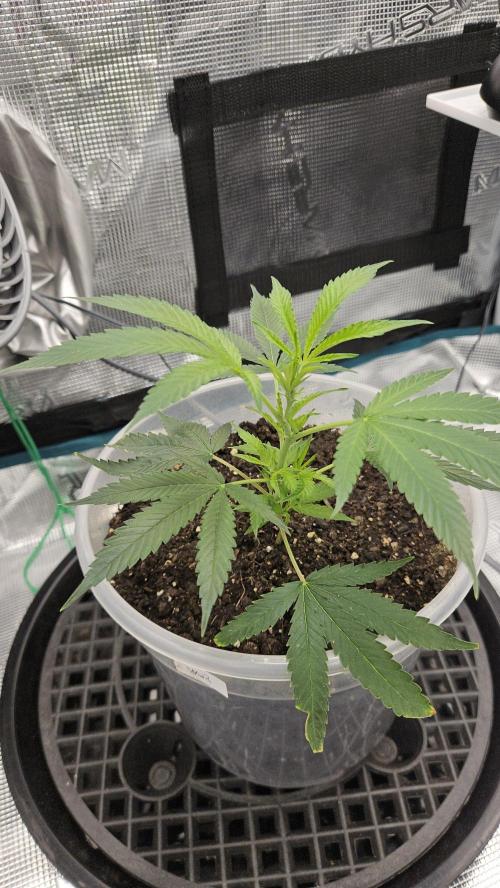 2026-04-10. Week 2 - White Russian 2026-04-22