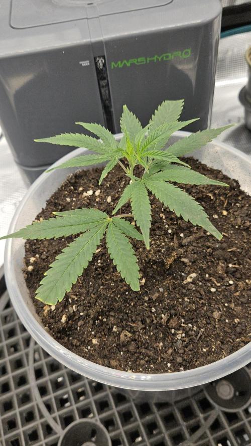 2026-04-10. Week 2 - Bubba Kush 2026-04-22
