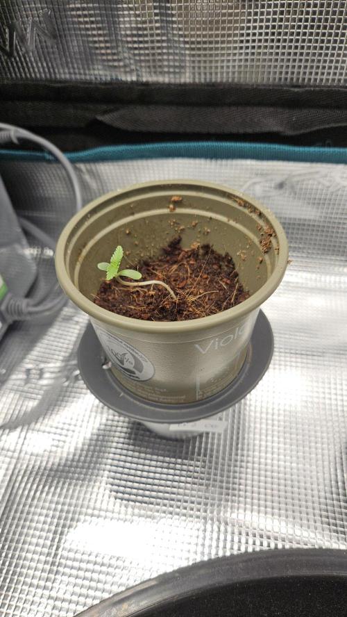 Dr. Zaius OG 2026-04-11. Week 1 - 2026-04-22