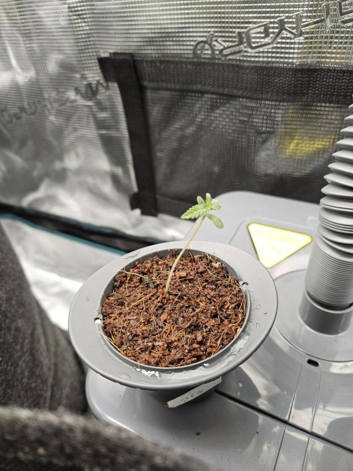 24k Auto 2026-04-11. Week 2