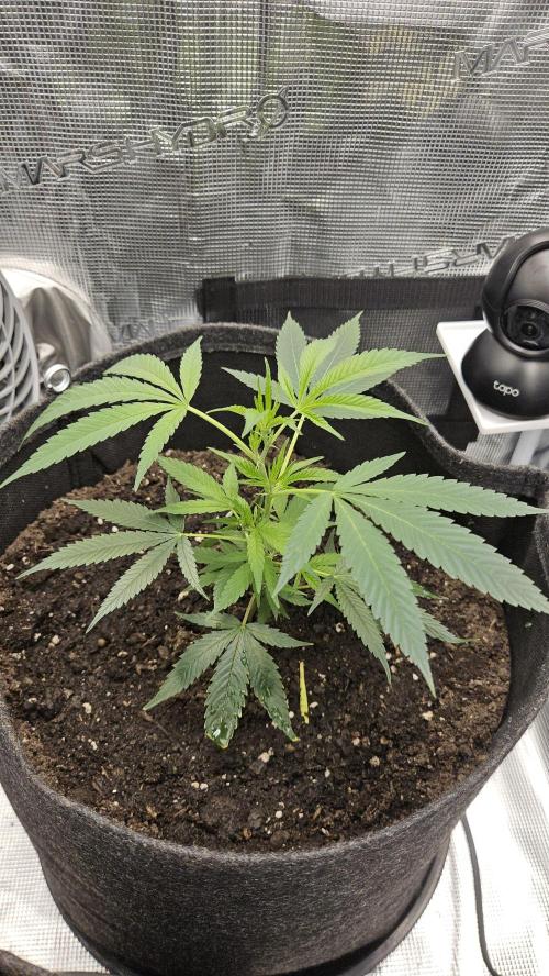 2026-04-10. Week 3 - White Russian 