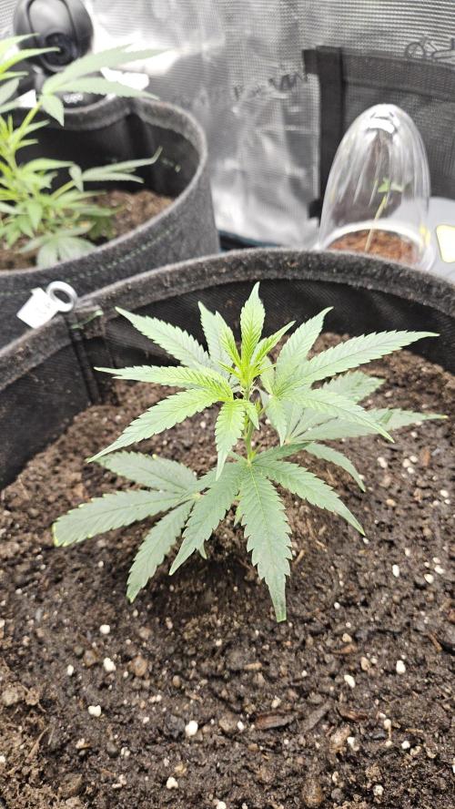 2026-04-10. Week 3 - Bubba Kush 