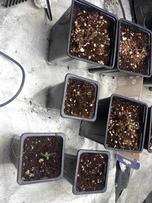 Cultivo indoor en coco .. Week 0